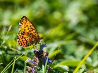 Pearl-boardered Fritillary Butterfly