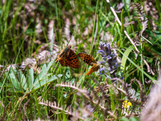 Pearl-boardered Fritillary Butterfly