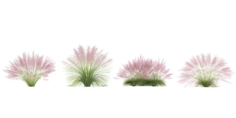 Collection of Muhly plants on transparent background