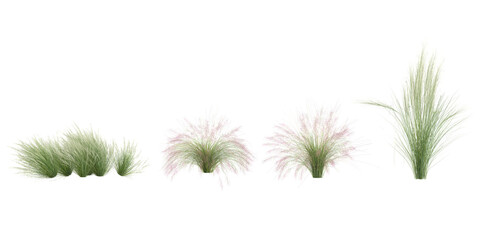 Collection of Muhly,Nassella plants on transparent background