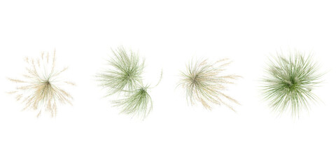 Collection of Nassella plants on transparent background from the top view