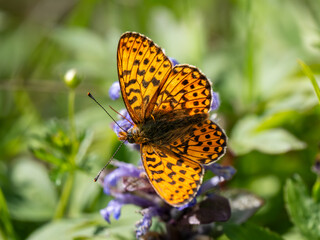 Pearl-boardered Fritillary Butterfly on Bugle