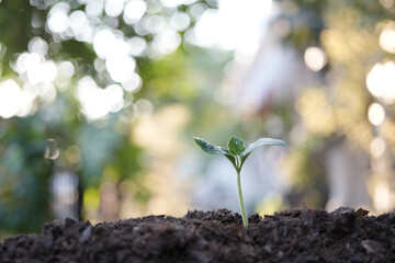 small sprout growing macro plant closeup