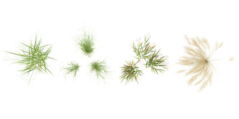 Fototapeta premium Collection of Nassella,Panicum plants on transparent background from the top view