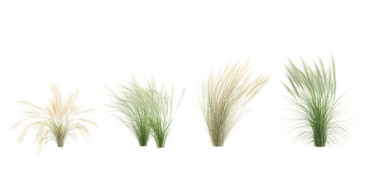 Collection of Nassella plants on transparent background