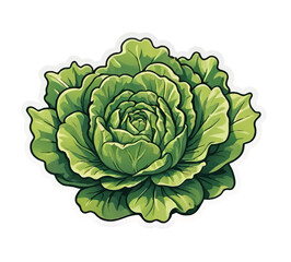 Obraz premium green cabbage, lettuce isolated on white background vector