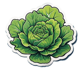 Obraz premium green cabbage, lettuce isolated cartoon vector