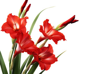 red tulips