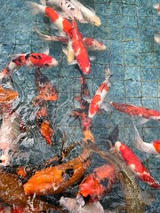 Cyprinus rubrofuscus fish or koi fish, are in ponds with various types of colors.