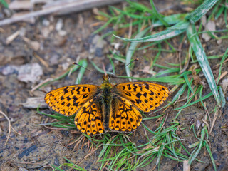 Pearl-boardered Fritillary Butterfly  on the Ground