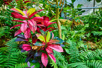 Croton Plant and Ferns in Vibrant Greenhouse Low-Angle View © Nicholas J. Klein