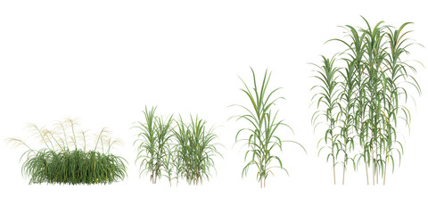 set of Miscanthus grass on transparent background