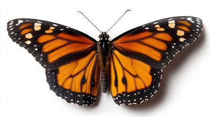 Fototapeta premium Spectacular Close-up of a Monarch Butterfly Specimen