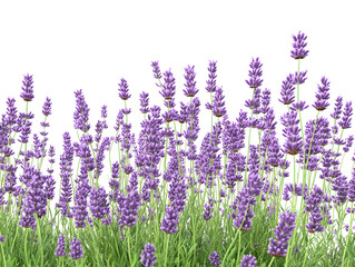 Naklejka premium lavender flowers in the garden