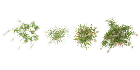 Fototapeta premium tropical Miscanthus grassisolated used for architecture from the top view
