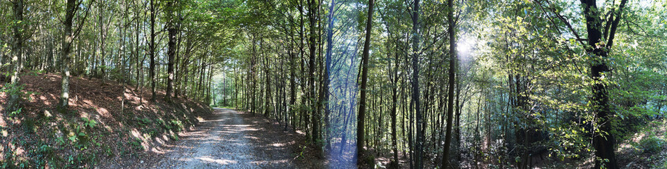 Panorama - Forest landscape in Switzerland