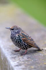 View of a Starling, also known as Sturnus Vulgaris
