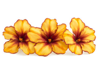 yellow flower isolated on white