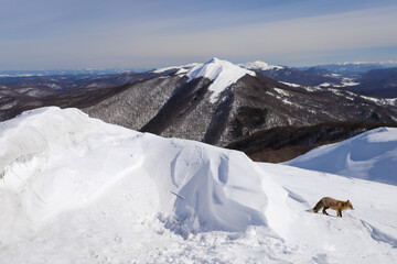 Połonina Wetlińska - Bieszczady Mountains © Jacek 
