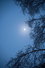 Moon shining in the sky with branches on a cold winter night