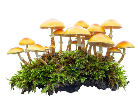 mushrooms in grass