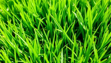 Obraz premium Vibrant Green Blades of Fresh Spring Grass