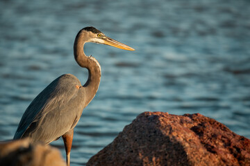 Surfside Beach, Texas, USA - October 19, 2024 - A fishes in the Intercoastal Waterway just after sunrise. 