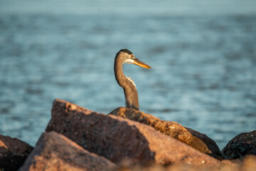 Surfside Beach, Texas, USA - October 19, 2024 - A fishes in the Intercoastal Waterway just after sunrise. 