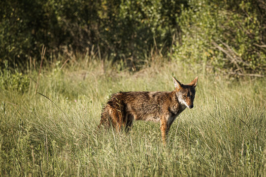 Brazoria National Wildlife Refuge, Brazoria, Texas - May 18, 2024 - A "Ghost Wolf", or a Coyote that carries Red Wolf DNA, spotted at the Brazoria National Wildlife Refuge in Texas. 