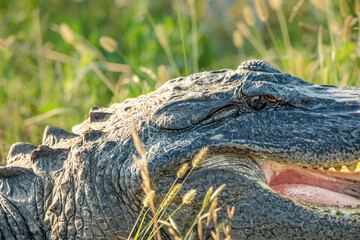 Brazoria National Wildlife Refuge, Brazoria, Texas - May 18, 2024 - American Alligator in a marsh along the Texas Gulf Coast. 