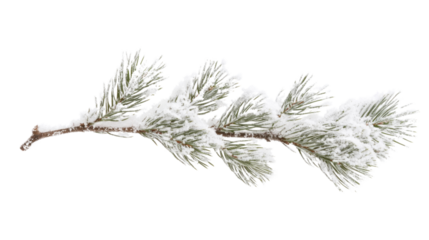 Evergreen branch with snow, transparent background