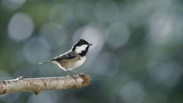 Slow motion bird (coal tit) perched on a branch with a blurred bokeh background.
