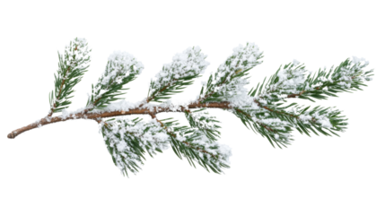 Evergreen branch with snow, transparent background