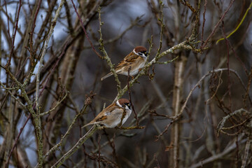 funny little birds sitting on a branch and looking into the distance