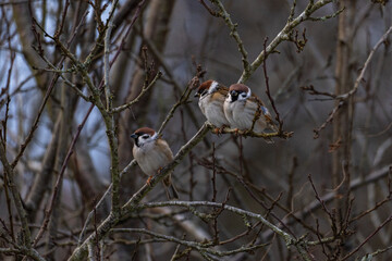 funny little birds sitting on a branch and looking into the distance