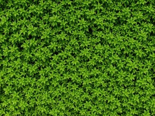 Lush green shrubbery forms a vibrant, textured backdrop, scenery, vibrant