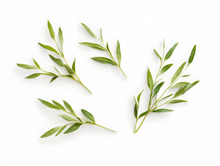 green leaves isolated