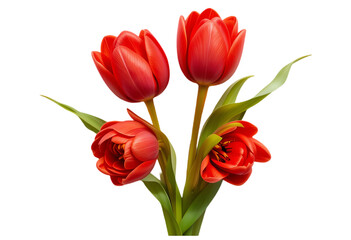 Elegant Classic Red Tulips in Full Bloom