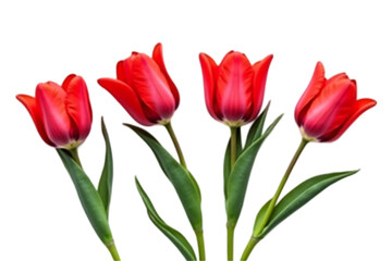 Elegant Classic Red Tulips in Full Bloom