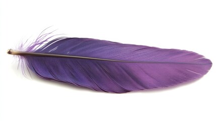 Isolated purple feather on a white background.