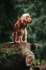 Cocker spaniel on tree stump