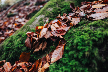 Autumn leaves on mossy tree roots