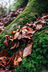 Autumn leaves on mossy tree roots
