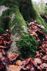Autumn leaves on mossy tree roots