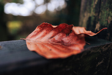 autumn leaf on a tree