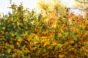 autumn leaves changing background