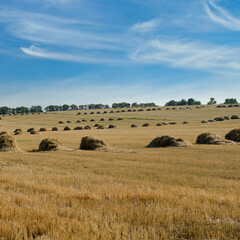 Stubble in harvested wheat field and sky.