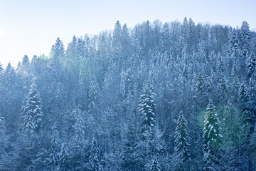 Obraz premium Winter wonderland: snow covering pine trees in a magical forest