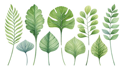 Watercolor Tropical Leaves Collection Ten Green Foliage Elements Isolated on White Background, Botanical Illustration, Nature Design ,Watercolor leaves