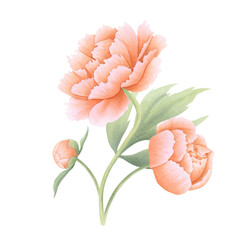 Peony flower with bud and leaves in orange, coral, peach color on isolated background. Hand drawn watercolor botanical illustration. Clipart for design, cards, invitations, congratulations, packaging